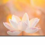 _White_Lotus_